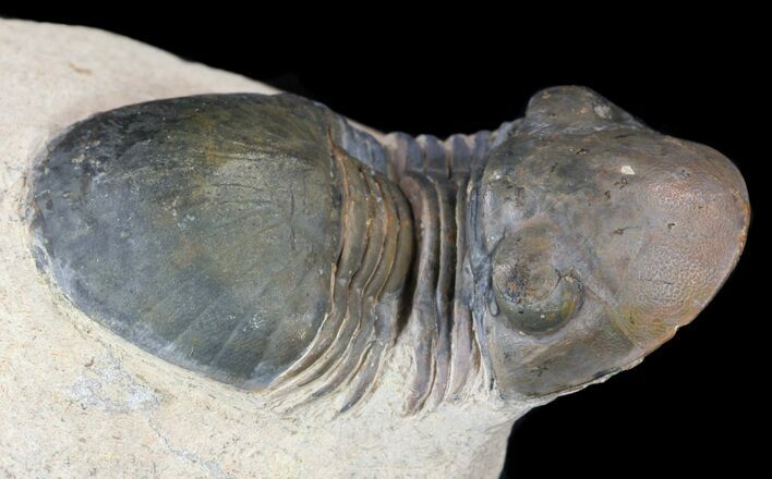 Paralejurus Trilobite Fossil - Foum Zguid, Morocco #53525